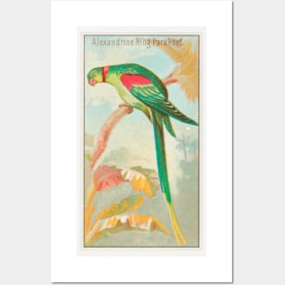 Alexandrine Ring Parakeet Posters and Art